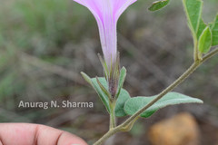 Ipomoea barlerioides